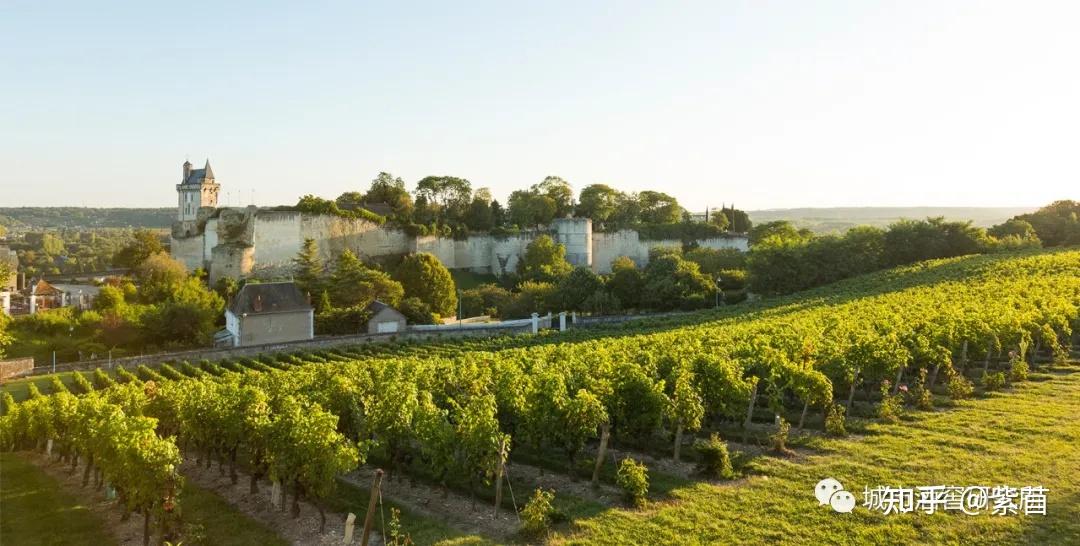 主流葡萄品种之长相思sauvignonblanc