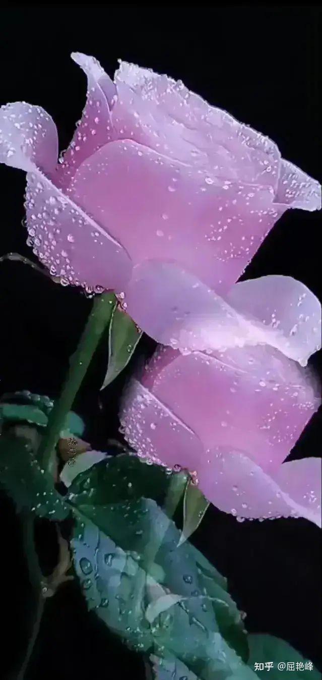 原创诗歌我只是雨露中的玫瑰