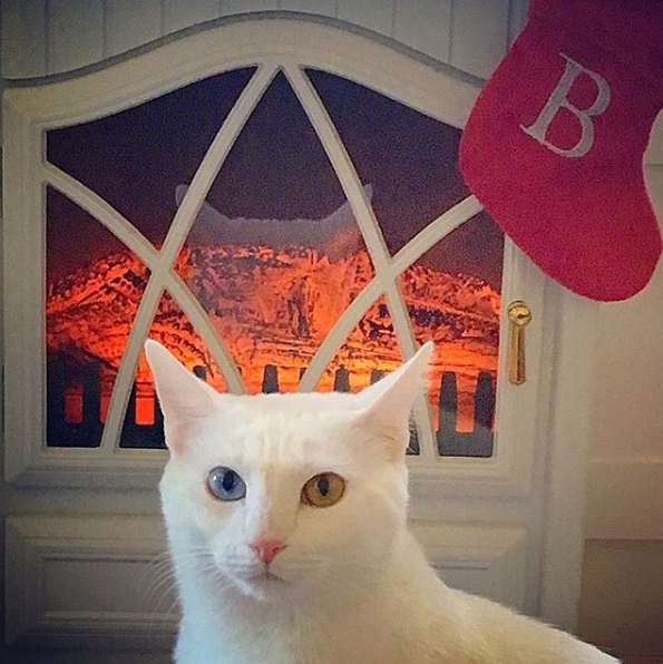 吸猫大会:泰国曼尼猫bosworth