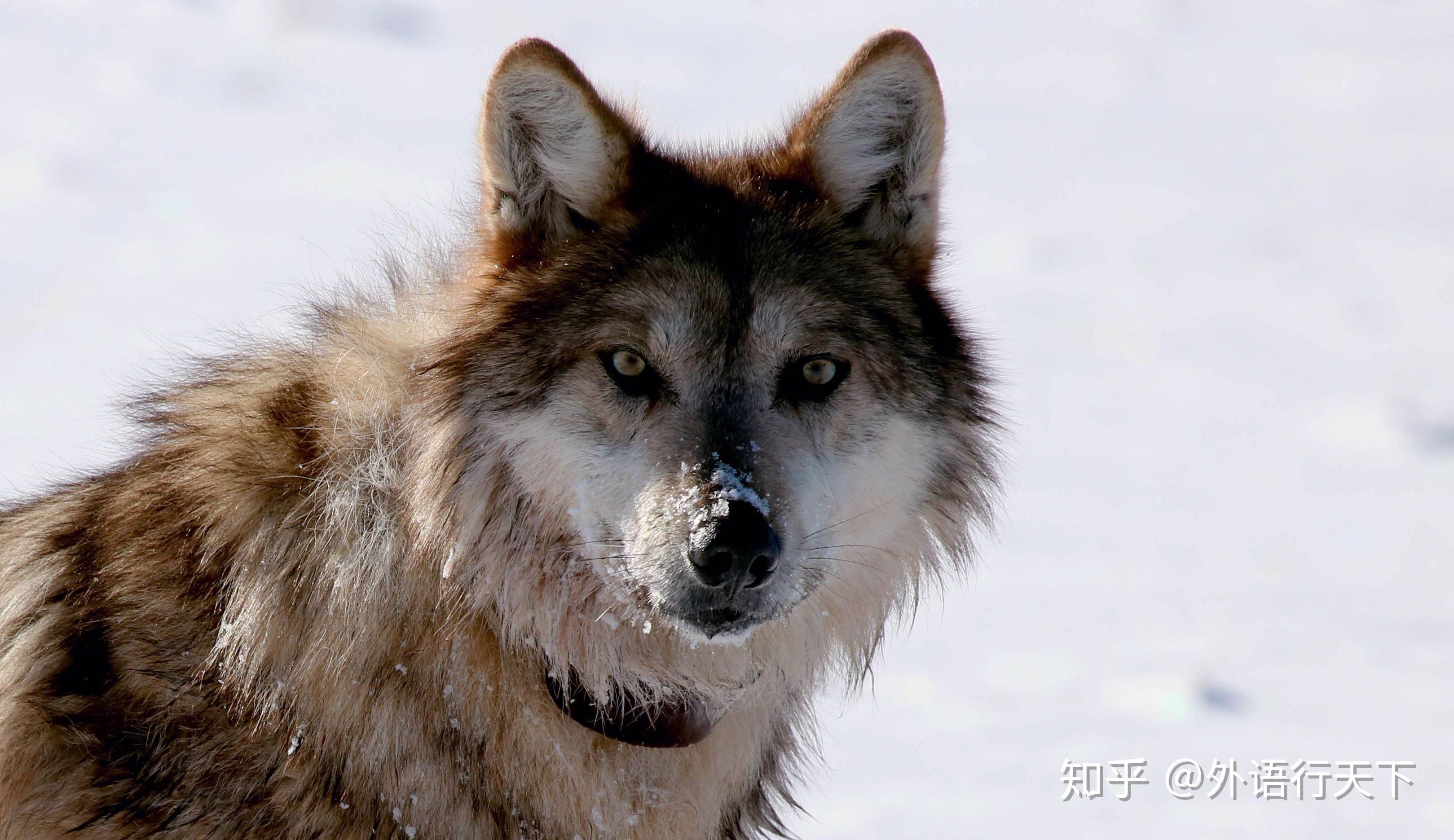 crywolf它的来源跟狼有关系但不能译为哭泣的狼或狼哭