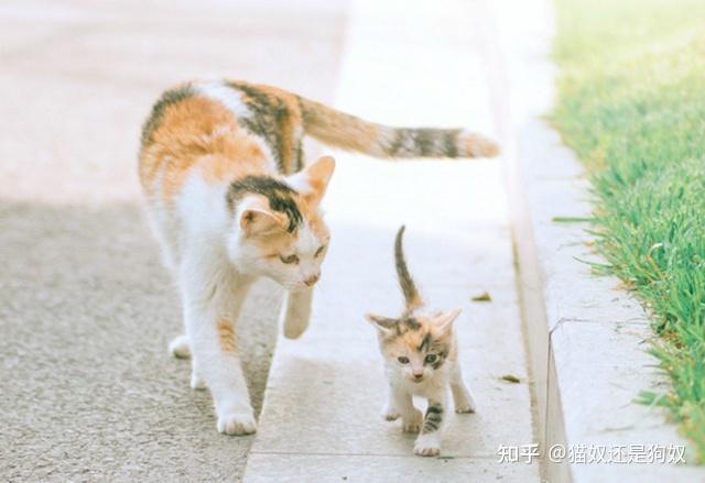 为什么公猫和母猫交配，母猫生下的幼猫，都是母猫负责的？