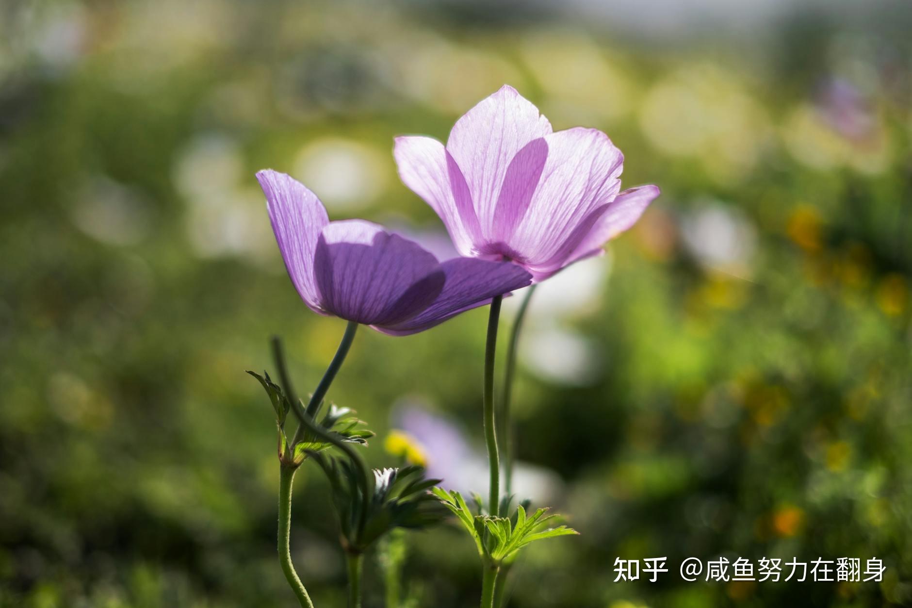 以后的以后 - 知乎