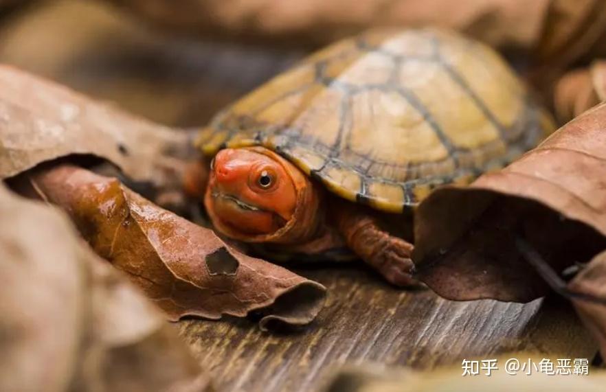 即便是水龟,也不能当鱼养 - 知乎