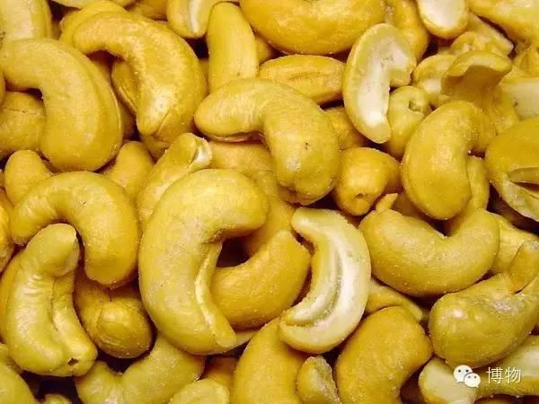 腰果为什么没有壳