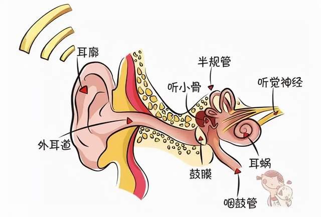 听知觉能力到底是什么?为什么对孩子这么重要? - 知乎