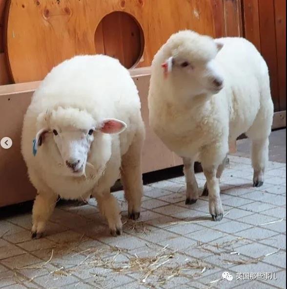 咩咩爱好者天堂首尔这家羊咖全是白胖软萌的小绵羊任撸