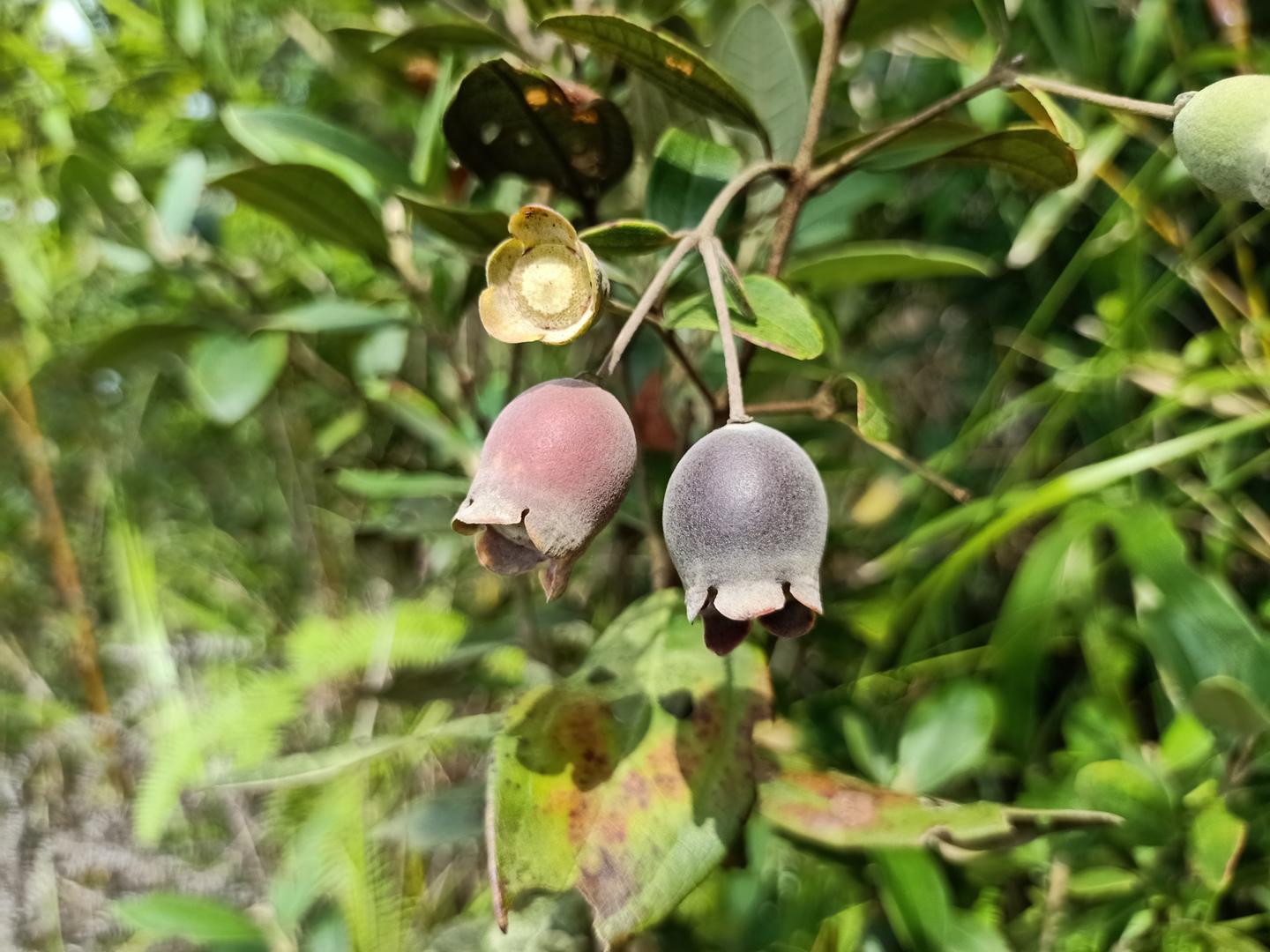 这种野果你也吃过吧生食或泡酒均可它是童年记忆中经典的美味