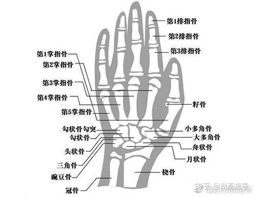 骨骺线图解图片