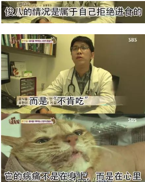 猫咪多久会忘记一个人 知乎