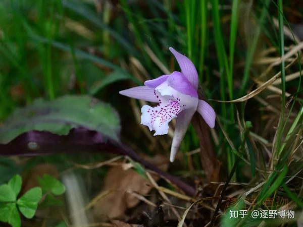 林中仙子—独花兰 - 知乎