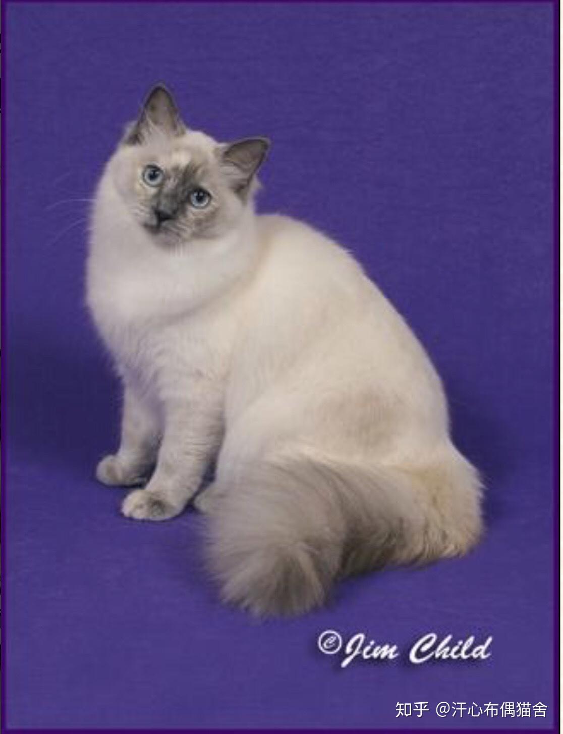 布偶猫的颜色与图案