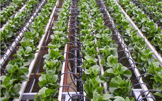 换个角度来看以色列的滴灌技术农业滴灌技术果树果园滴灌技术