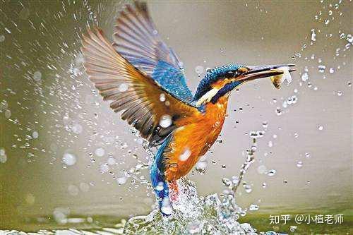 (看到一只彩色的小鸟站在船头)雨停了,满眼的青翠,作者可以观察的东西