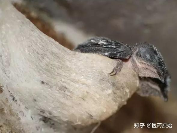 带你识别燕窝 - 知乎