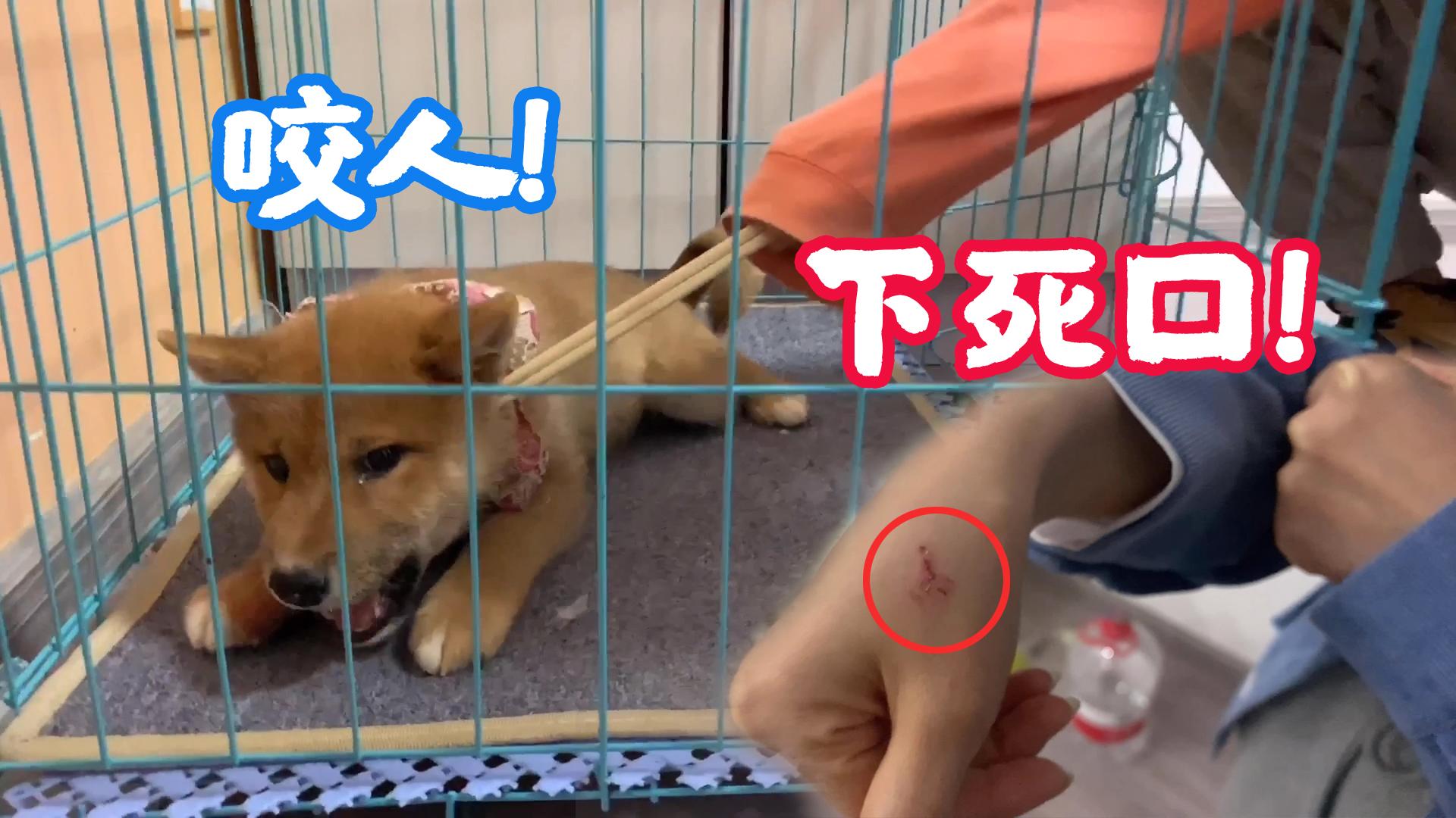 狗主人本想一打狗就会变乖,最终打成咬人狗