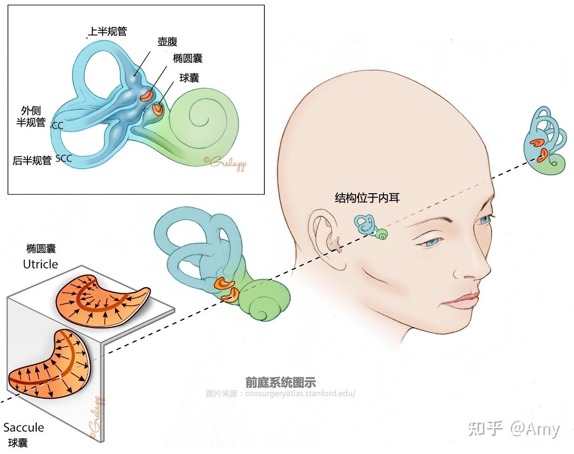 前庭康复治疗简介 - 知乎