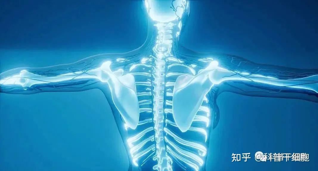 《Science》子刊:骨髓间充质干细胞可再生大型骨损伤,或能取代骨移植手术 - 知乎