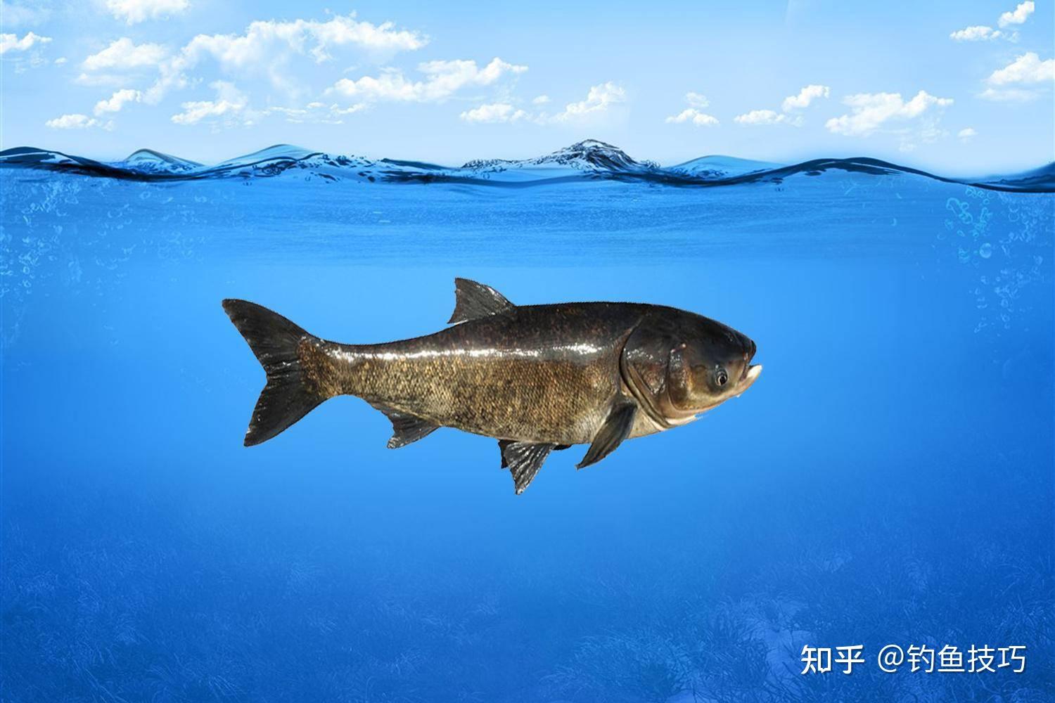 初春钓鲢鳙的优缺点以及垂钓技巧,非常实用 - 知乎
