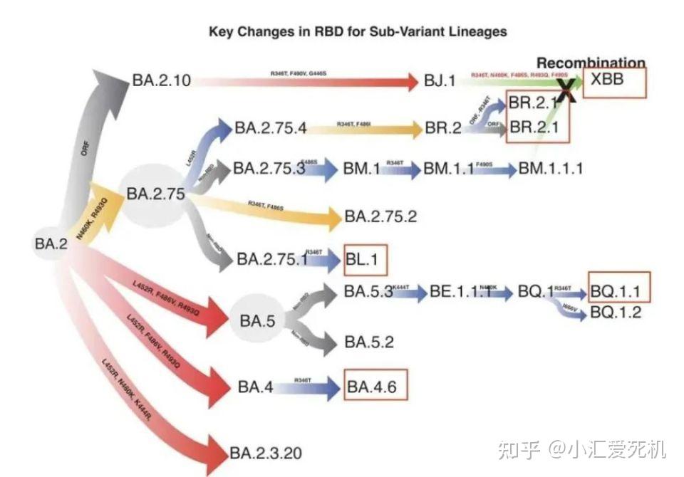 好懵啊！中疾控最新通报中那些新冠病毒变异毒株编号到底是什么 - 知乎