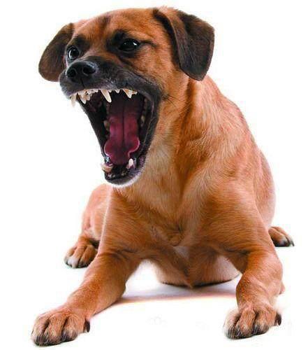 狗狗咬人的四大原因 千万别触碰它的底线 知乎