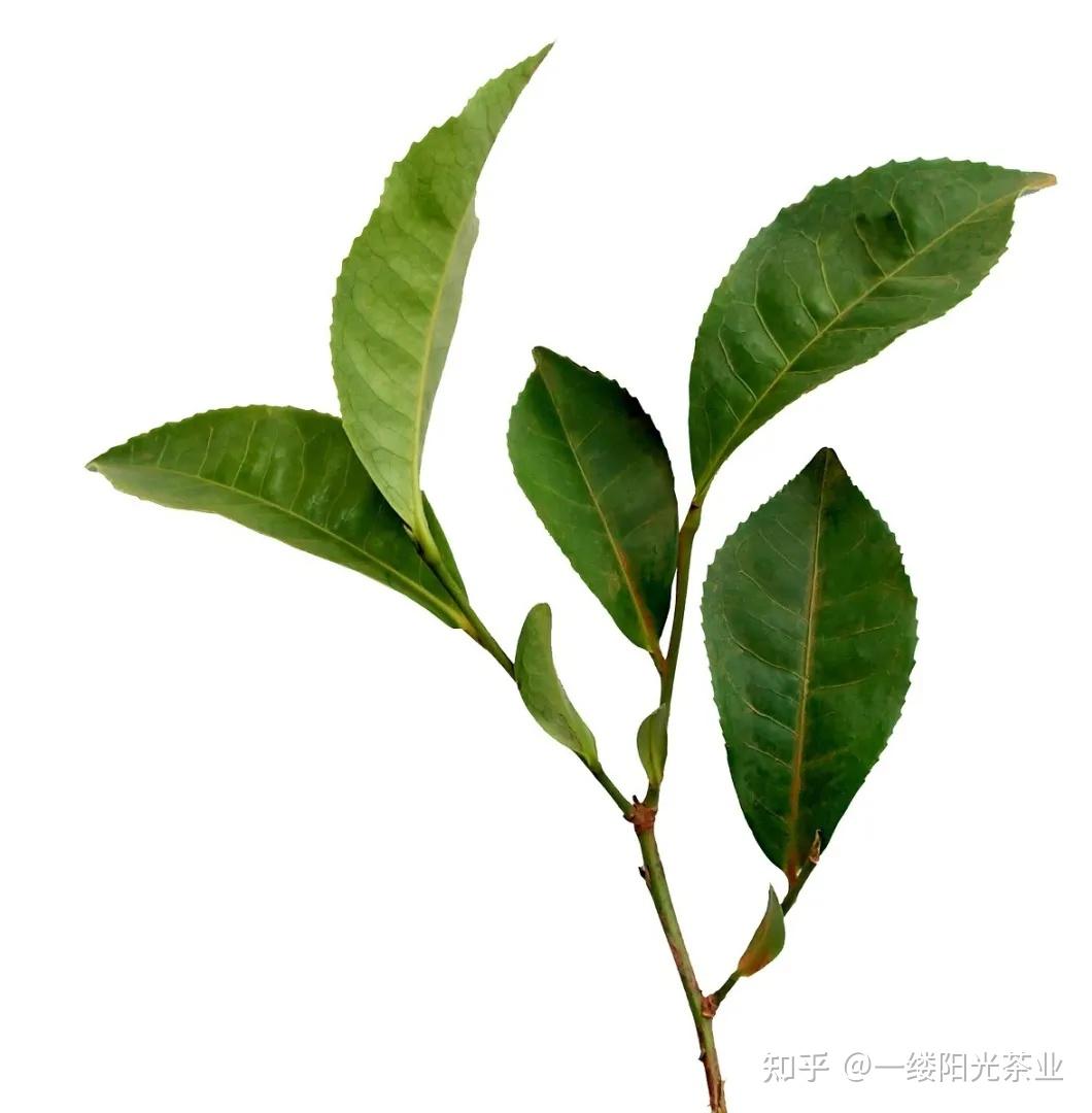茶树的秘密：用同一种茶树可以做成任意品种的茶？ - 知乎