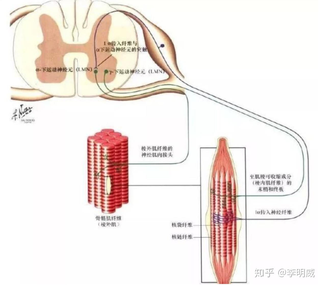 本體感受器能夠改變姿勢調整要承受的外部負荷,本體感受器能夠調整