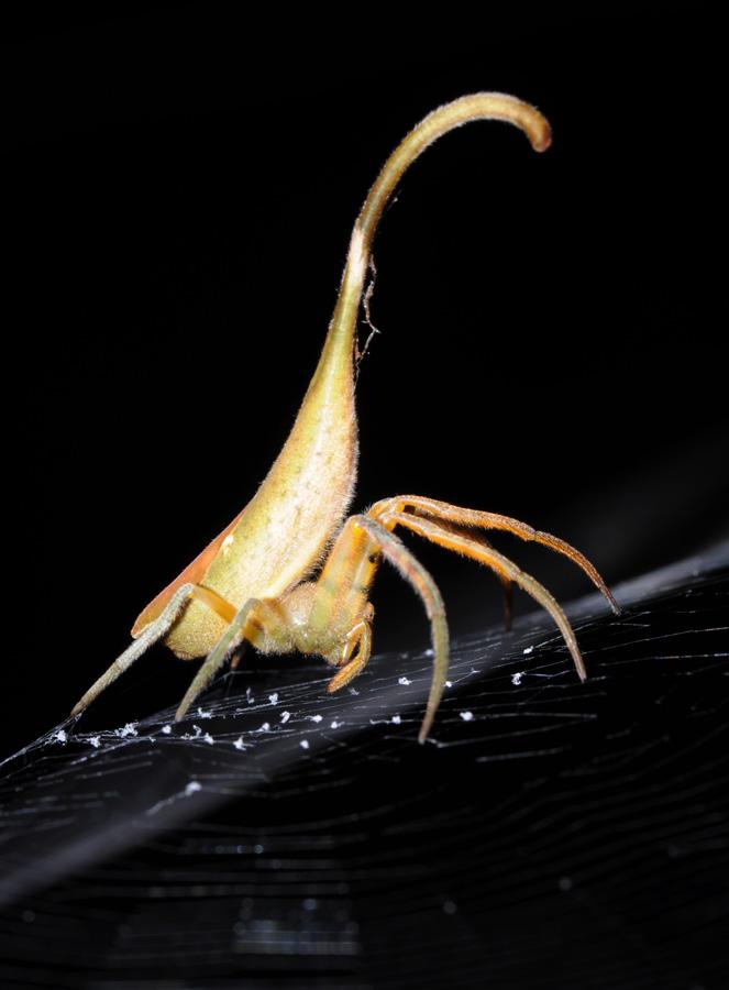 从四枚树叶中看到蜘蛛研究的问题