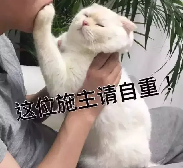 新猫到家躲着不出来不吃不喝该怎么办好