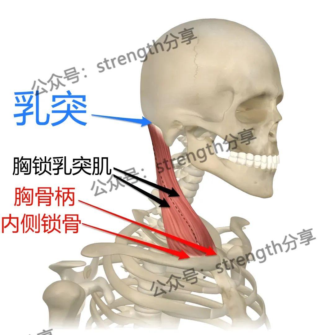 胸鎖乳突肌頸部支柱肌群