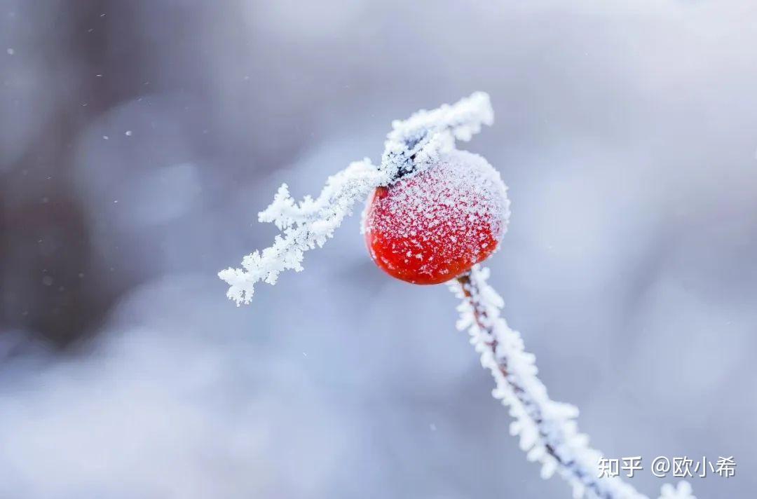 5,今日小雪,冬來無恙,願我們彼此安好.