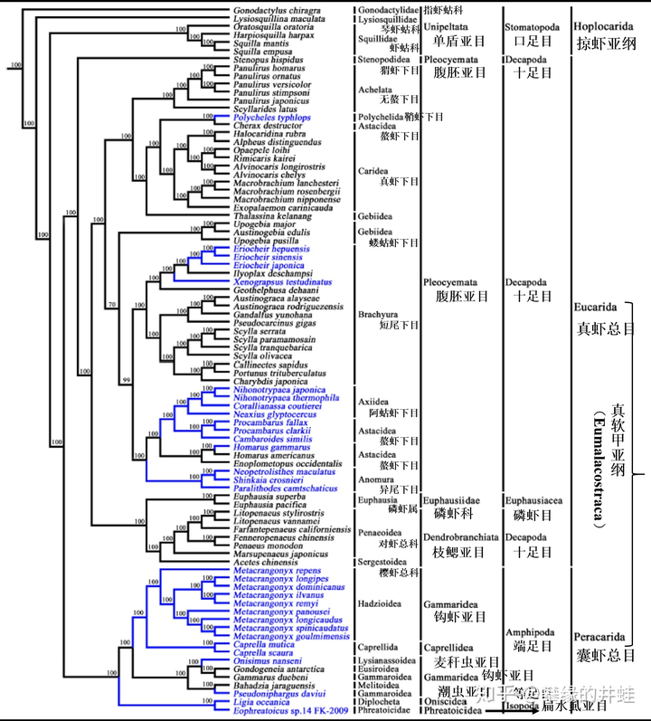 口足目动物 皮皮虾 知乎