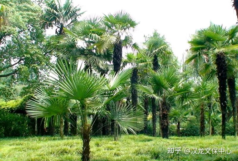 棕榈树:被延续的一生——漫谈棕刷的制作工艺 - 知乎