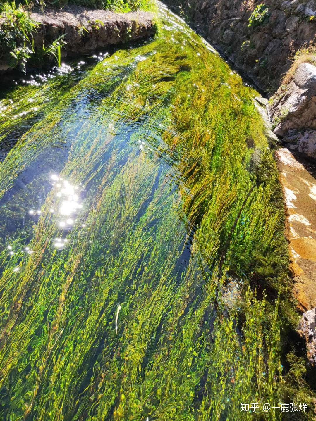 望眼整条河水,我享受着她散发出的浑厚纯朴的美,浸染了我渴望清灵的心
