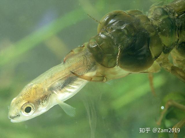 蜻蜓与豆娘的稚虫从卵孵化成稚虫后,根据不同品种,可能需要6-15次蜕皮