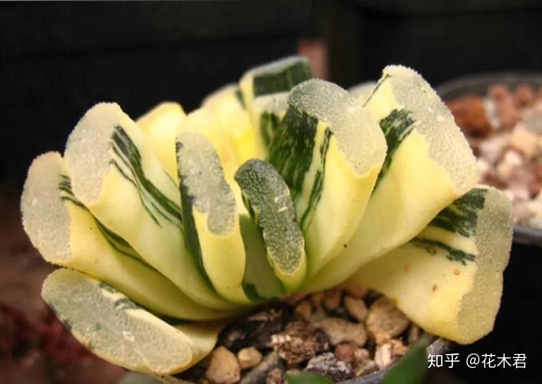 多肉植物的冠、锦、缀化、群生、老桩、多头等分别指什么? - 知乎