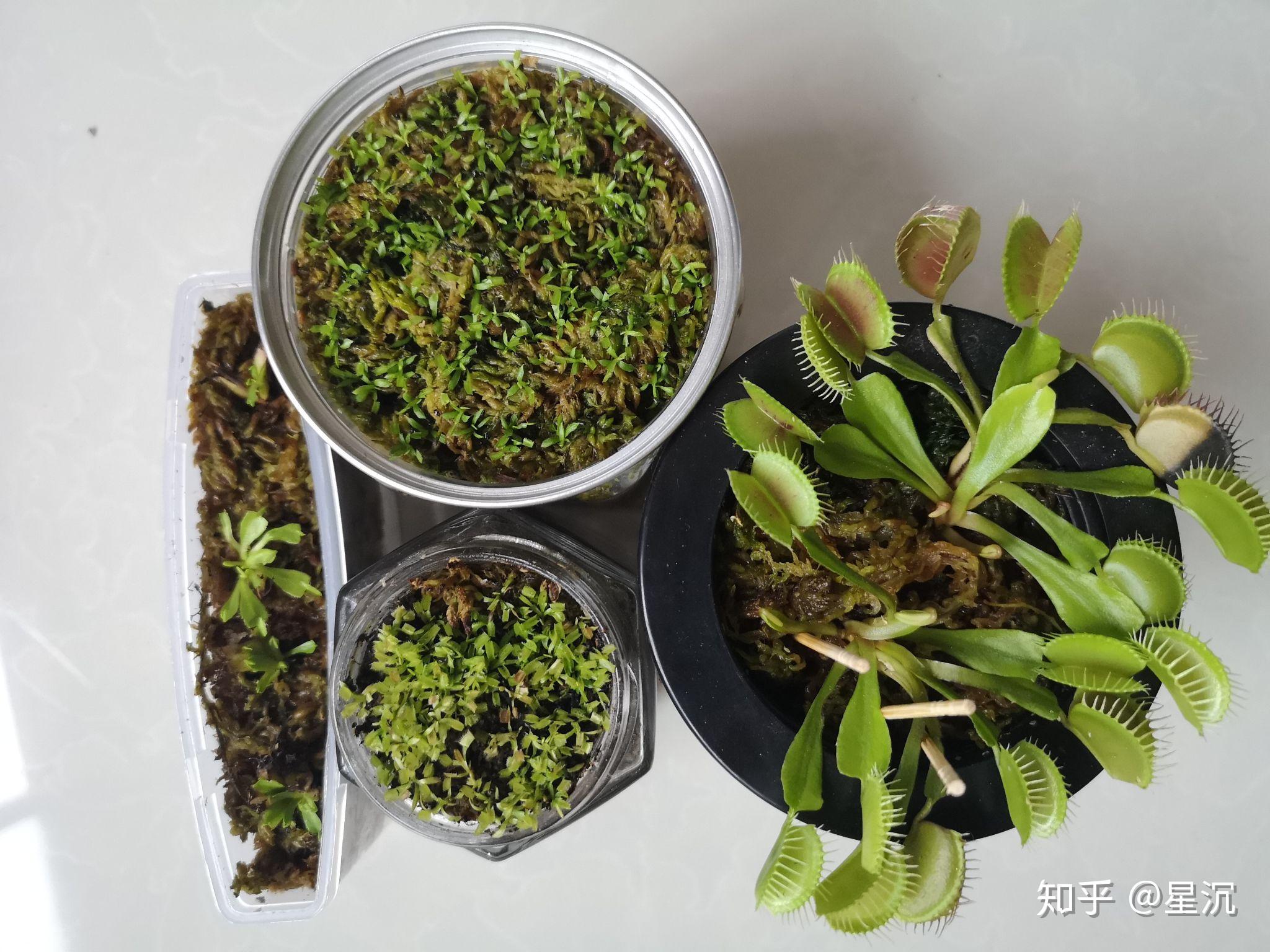 我的捕蝇草种植记录