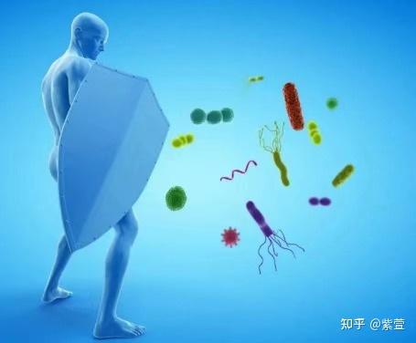免疫系统可以说是人体健康的“大管家” - 知乎