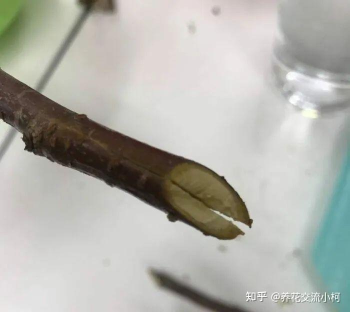 春天桃花鲜切枝养护指南,如何促花并延长花期? - 知乎