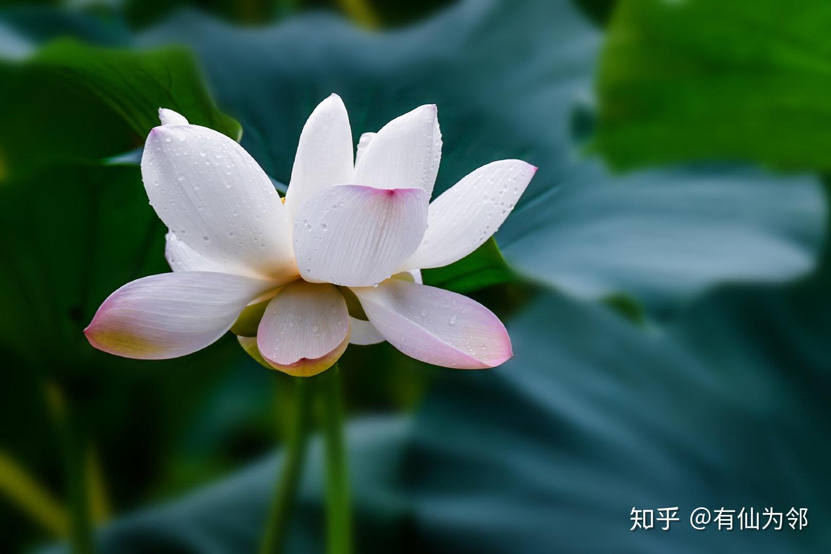 今日白露 - 知乎