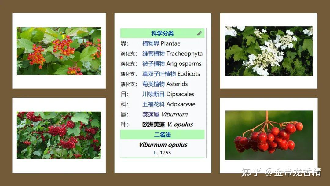 香精与香料(168)—荚蒾 - 知乎