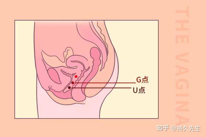 二,丁丁越大,女生越爱吗?