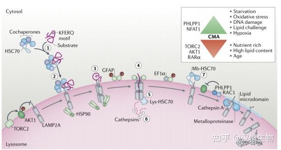 自噬研究指南|分子伴侣介导的自噬，一篇带你入门 - 知乎