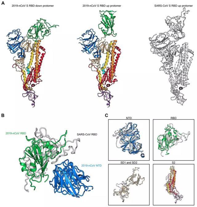 新冠病毒s蛋白超清結構圖繪製成功但實用疫苗還需要更多時間