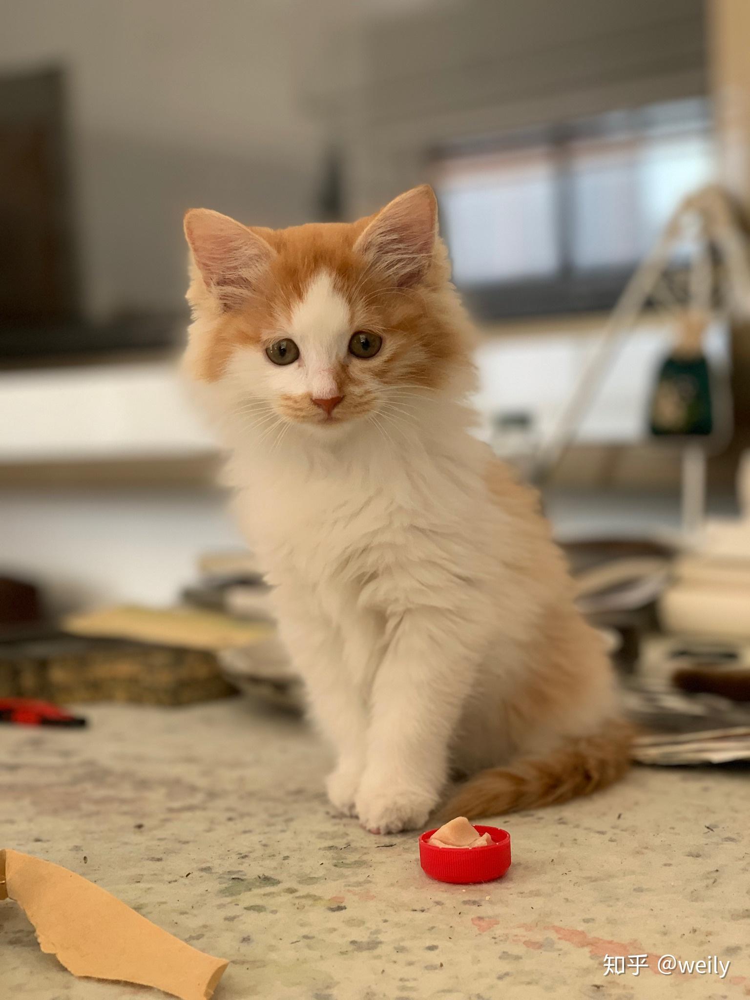 田园橘猫颜值能有多高?