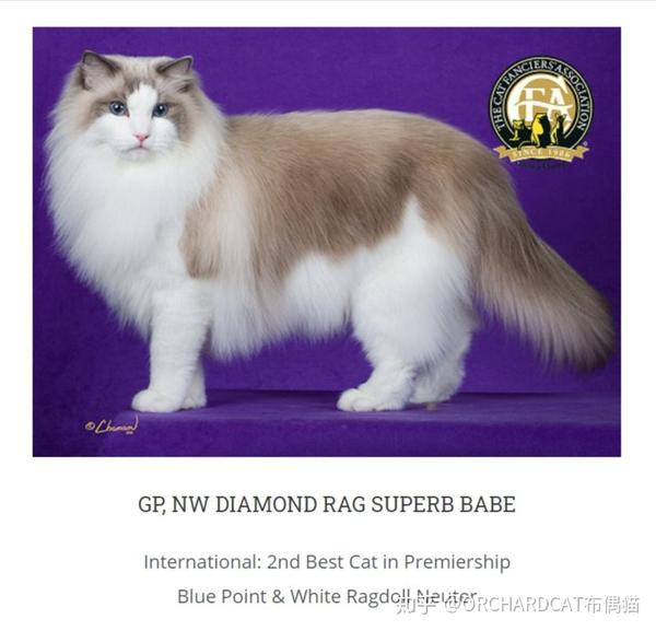 cfa1820赛级布偶冠军猫