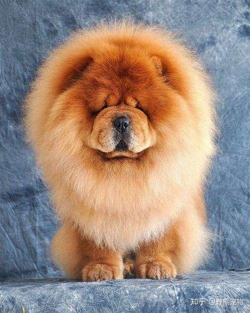 为什么大家不养松狮犬？ - 知乎