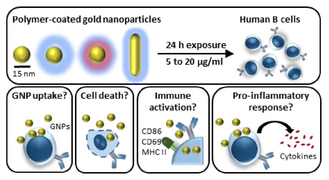 用黄金治疗癌症:金纳米颗粒能够杀肿瘤,激活免疫系统,传递药物 - 知乎