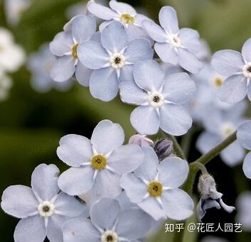 勿忘我各个颜色的花语分别是什么 花语是勿忘我的花是什么花 男霸网