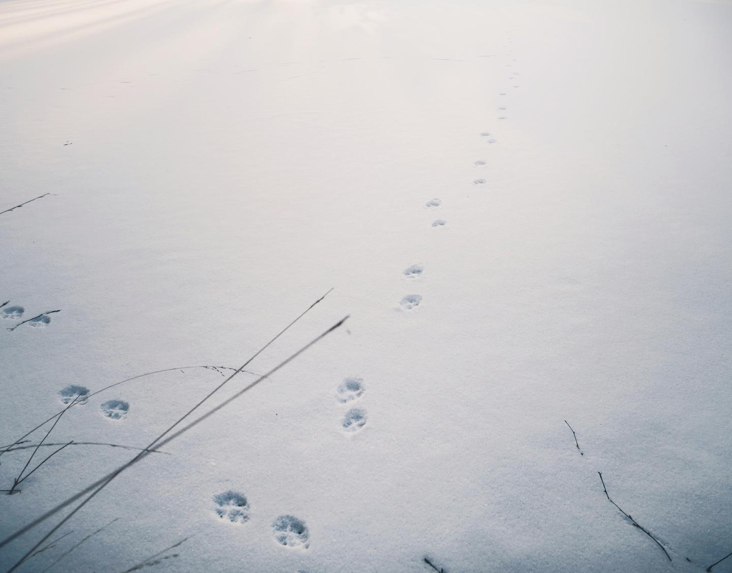 人生恰如雪泥鸿爪 知乎