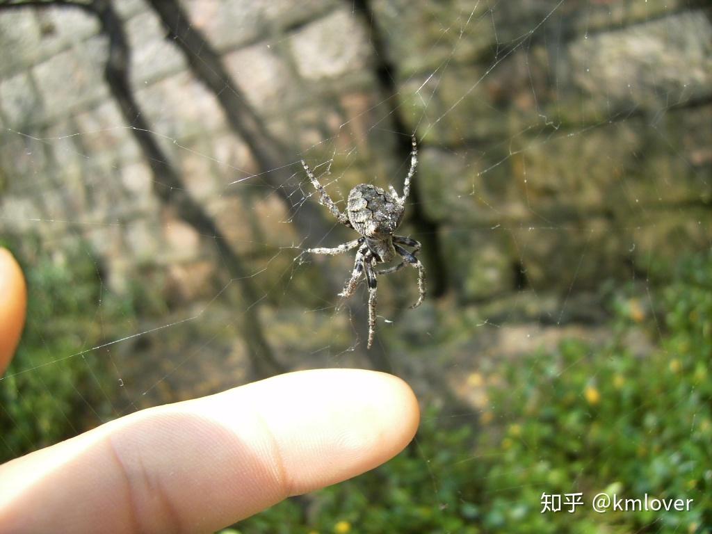 蜘蛛抓取频率多少才算正常？